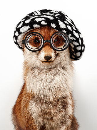 creative picture fox disguised, dressed with funny hat, extraordinary and original glasses shot in studio Halet with a Mamiya medium format