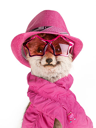 creative picture fox disguised, dressed with funny hat, extraordinary and original pink glasses shot in studio Halet with a Mamiya medium format