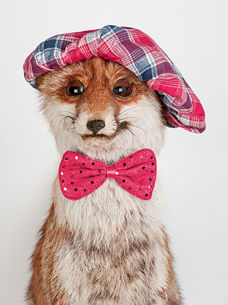 creative picture fox disguised, dressed with funny hat, extraordinary and original glasses shot in studio Halet with a Mamiya medium format