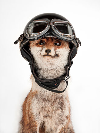 creative picture fox disguised with a motorcycle helmet extraordinary and original glasses shot in studio Halet with a Mamiya medium format